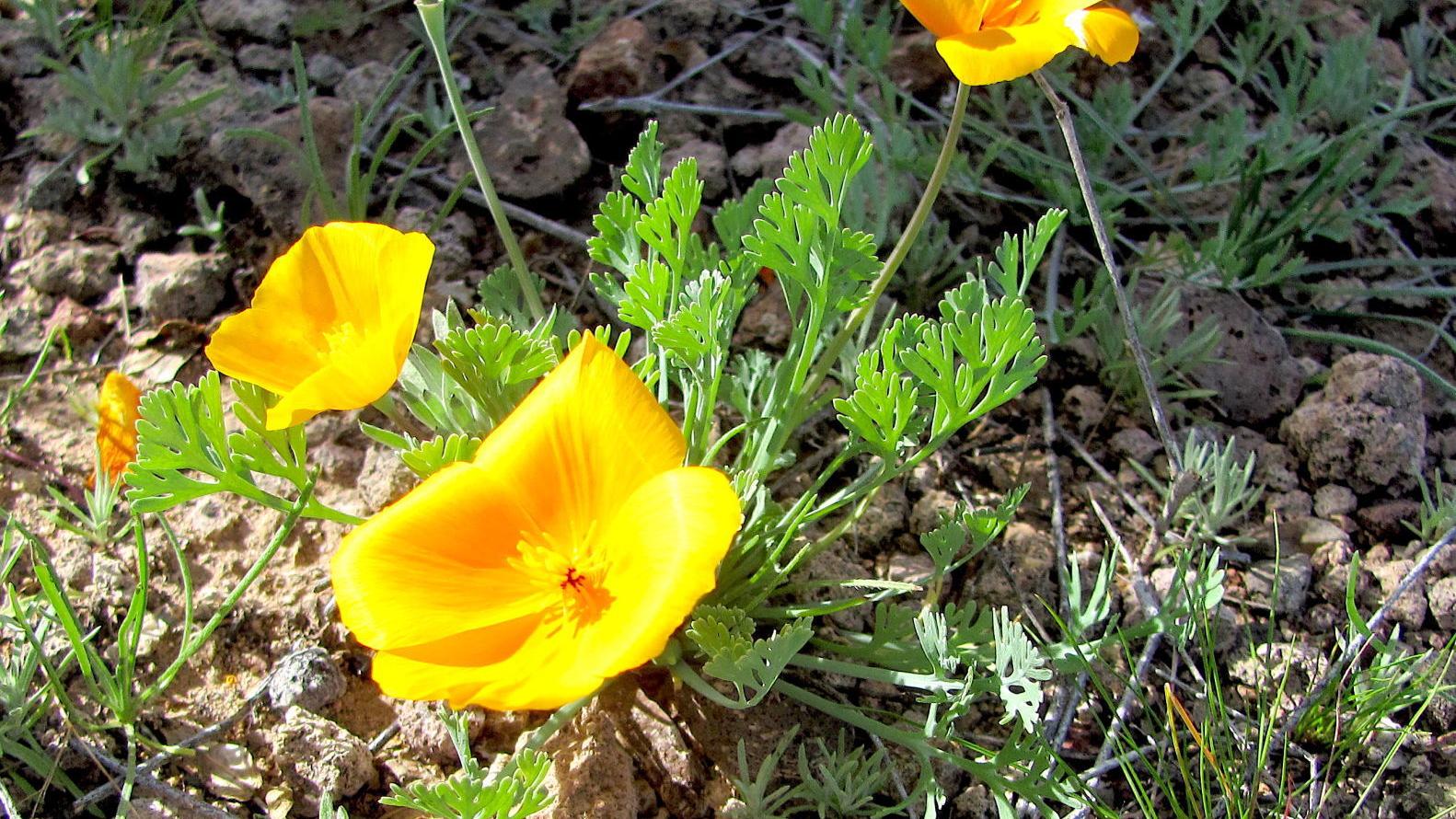Gold poppies, other wildflowers, are putting on an early show in the desert